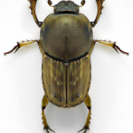 Euoniticellus fulvus