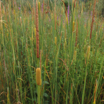 Typha laxmannii