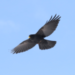 Pyrrhocorax graculus