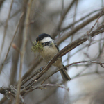 Periparus ater