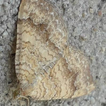 Camptogramma bilineata