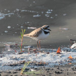 Charadrius dubius