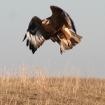 Buteo rufinus