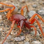 Dysdera crocata