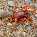 Dysdera crocata