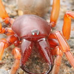 Dysdera crocata