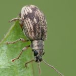 Polydrusus fulvicornis