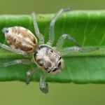 Phintella castriesiana