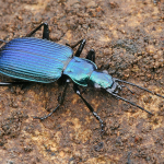 Chlaenius coeruleus