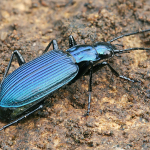 Chlaenius coeruleus