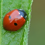 Adalia bipunctata