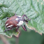 Sternuchopsis karelini