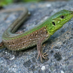 Lacerta agilis