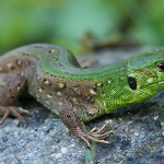 Lacerta agilis