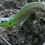 Lacerta agilis