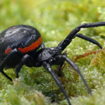 Steatoda paykulliana