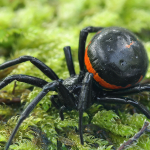 Steatoda paykulliana