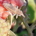 Lixus albomarginatus