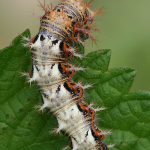 Polygonia c-album