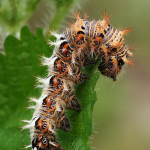 Polygonia c-album