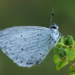 Celastrina argiolus