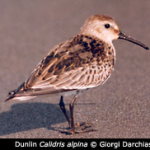 Calidris alpina