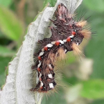 Acronicta rumicis