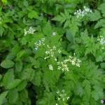 Anthriscus cerefolium