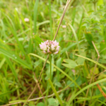 Trifolium fragiferum