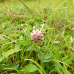 Trifolium fragiferum