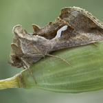 Macdunnoughia confusa