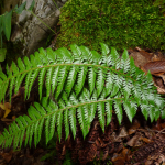 Polystichum aculeatum