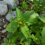 Sigesbeckia orientalis