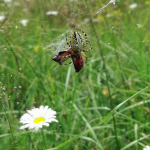 Aculepeira ceropegia