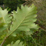 Quercus macranthera