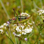 Isophya schneideri