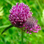 Trifolium alpestre