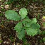 Quercus macranthera