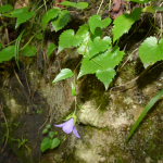 Campanula kemulariae