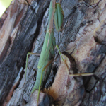 Iris polystictica