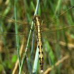 Orthetrum albistylum