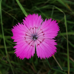 Dianthus caucaseus