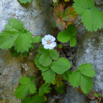 Potentilla micrantha