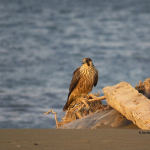 Falco peregrinus