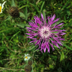 Centaurea salicifolia