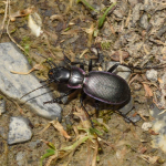 Carabus boeberi