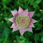 Astrantia maxima