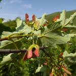 Acer trautvetteri