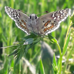 Pyrgus sidae