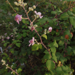 Rubus anatolicus